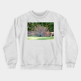 Peacock Fan Crewneck Sweatshirt